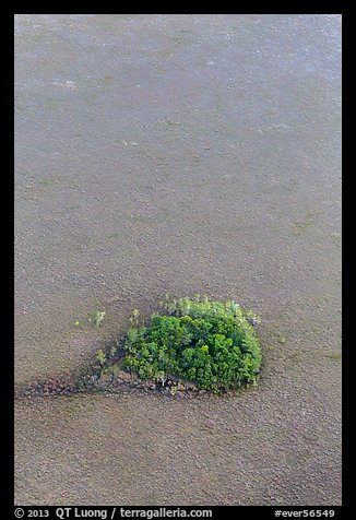 Aerial view of sawgrass prairie and cypress dome. Everglades National Park (color)