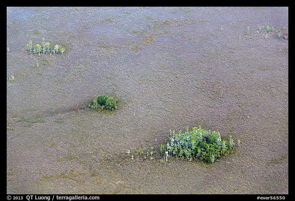 Aerial view of cypress domes. Everglades National Park (color)