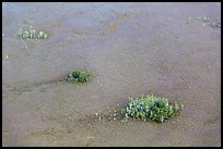 Aerial view of cypress domes. Everglades National Park ( color)