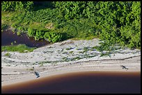 Aerial view of two alligators sunning on beach. Everglades National Park, Florida, USA. (color)