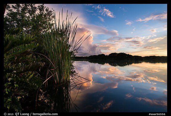 Paurotis pond and reflections. Everglades National Park, Florida, USA.