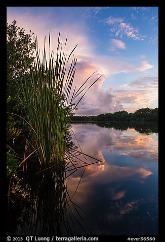 Aquatic plants on shores of Paurotis Pond. Everglades National Park (color)