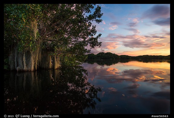 Trees with Spanish Moss in Paurotis Pond at sunset. Everglades National Park (color)