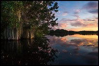 Trees with Spanish Moss in Paurotis Pond at sunset. Everglades National Park, Florida, USA. (color)