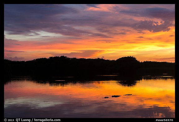 Alligator swimming at sunset, Paurotis Pond. Everglades National Park, Florida, USA.