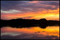 Alligator swimming at sunset, Paurotis Pond. Everglades National Park ( color)