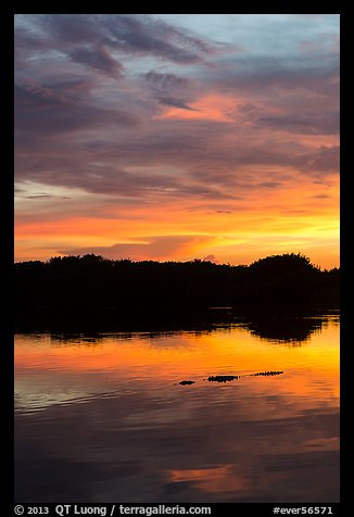 Alligator swimming in Paurotis Pond, sunset. Everglades National Park, Florida, USA.