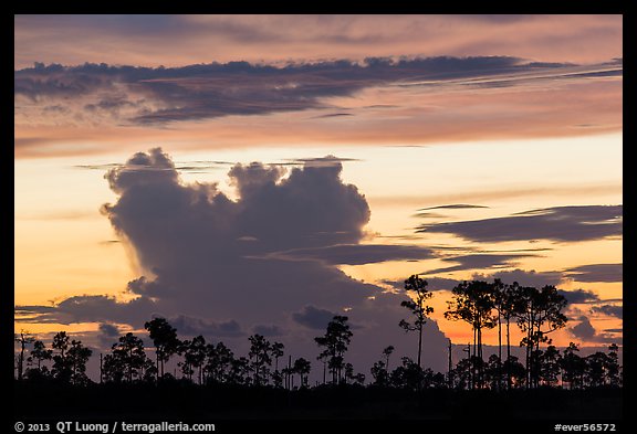 Pines and clouds at sunset. Everglades National Park, Florida, USA.