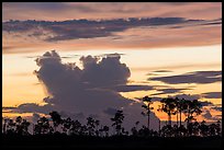 Pines and clouds at sunset. Everglades National Park, Florida, USA. (color)