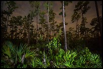 Palmeto and pines at night. Everglades National Park, Florida, USA. (color)