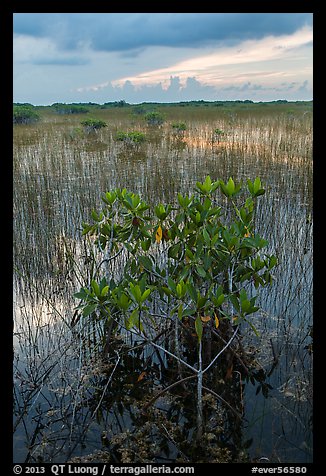 Freshwater marsh with Red Mangrove. Everglades National Park (color)