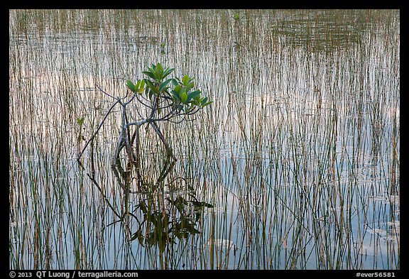 Needle rush and dwarfed mangrove. Everglades National Park (color)