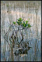 Dwarf red mangrove with needle rush. Everglades National Park, Florida, USA. (color)