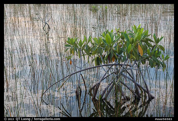 Dwarfed red mangrove in summer. Everglades National Park (color)