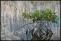 Dwarfed red mangrove in summer. Everglades National Park ( color)