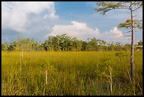 Sawgrass and cypress dome in summer. Everglades National Park, Florida, USA. (color)