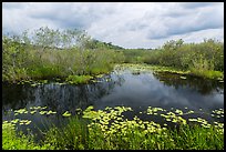 Freshwater slough in summer. Everglades National Park ( color)