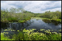 Freshwater slough in summer. Everglades National Park, Florida, USA. (color)