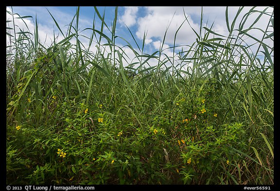 Flowers and tall grasses in summer. Everglades National Park, Florida, USA.