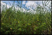 Flowers and tall grasses in summer. Everglades National Park, Florida, USA. (color)