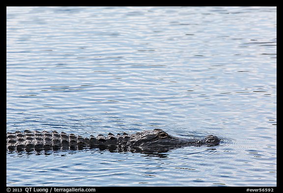 Alligator swimming. Everglades National Park, Florida, USA.