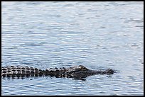 Alligator swimming. Everglades National Park, Florida, USA. (color)