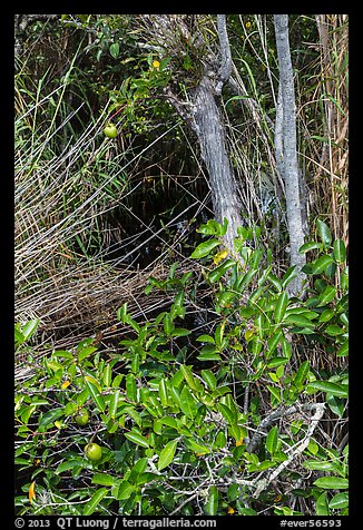 Pond Apple (Annoma Glabra) tree and fruits. Everglades National Park (color)