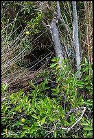 Pond Apple (Annoma Glabra) tree and fruits. Everglades National Park, Florida, USA. (color)