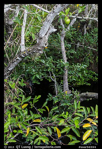 Alligator Apple (Annoma Glabra) tree and fruits. Everglades National Park, Florida, USA.