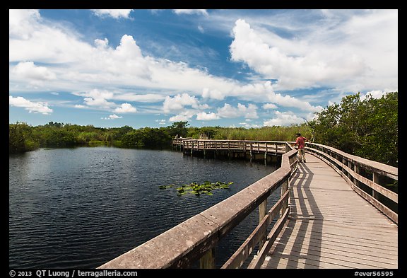 Visitor looking, Anhinga Trail boardwalk. Everglades National Park, Florida, USA.