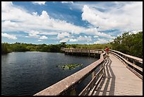 Visitor looking, Anhinga Trail boardwalk. Everglades National Park, Florida, USA. (color)