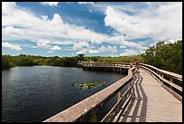 Visitor looking, Anhinga Trail boardwalk. Everglades National Park, Florida, USA.