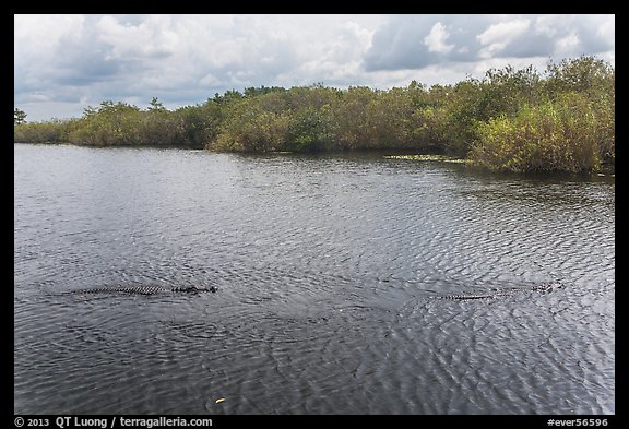 Two alligators swimming. Everglades National Park, Florida, USA.