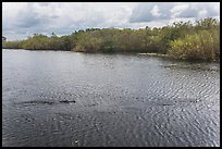 Two alligators swimming. Everglades National Park, Florida, USA. (color)