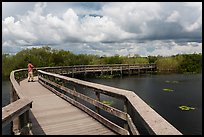 Park visitor looking, Anhinga Trail. Everglades National Park, Florida, USA.