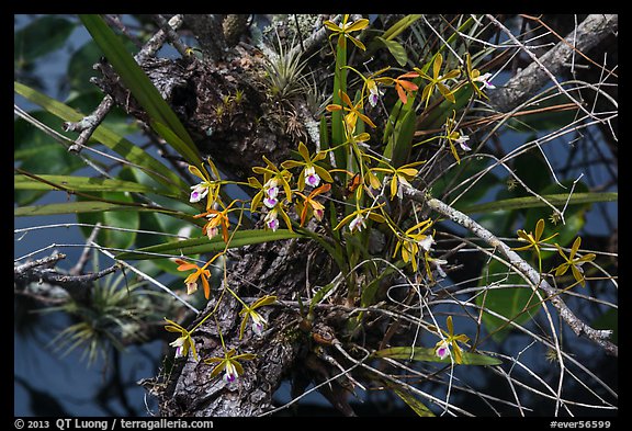 Tampa Butterfly Orchid (Encyclia tampensis). Everglades National Park, Florida, USA.