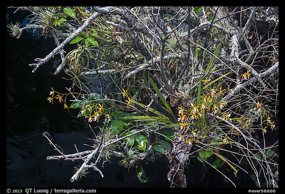 Butterfly Orchid growing on swamp. Everglades National Park (color)