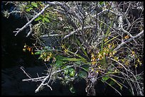 Butterfly Orchid growing on swamp. Everglades National Park ( color)