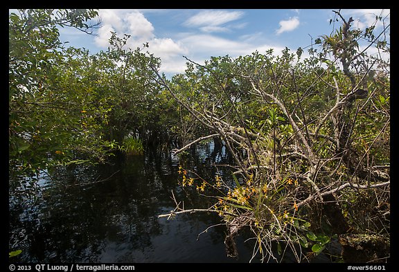 Native Florida orchid and Pond Apple growing in water. Everglades National Park, Florida, USA.