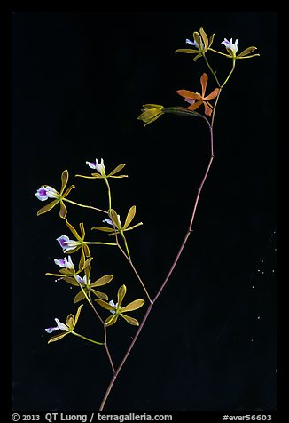 Close-up of Encyclia tampensis branch with orchid flowers. Everglades National Park, Florida, USA.