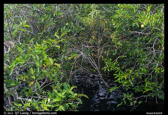 Pond Apple with fruits growing in marsh. Everglades National Park, Florida, USA.