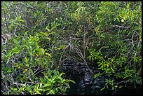 Pond Apple with fruits growing in marsh. Everglades National Park ( color)