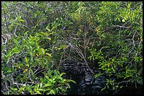 Pond Apple with fruits growing in marsh. Everglades National Park, Florida, USA. (color)