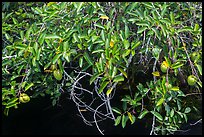 Pond Apple (Annoma Glabra) with fruits. Everglades National Park ( color)