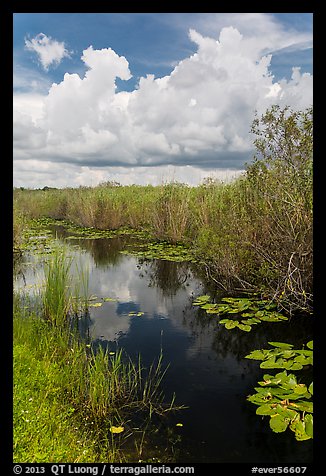 Freshwater marsh in summer. Everglades National Park (color)