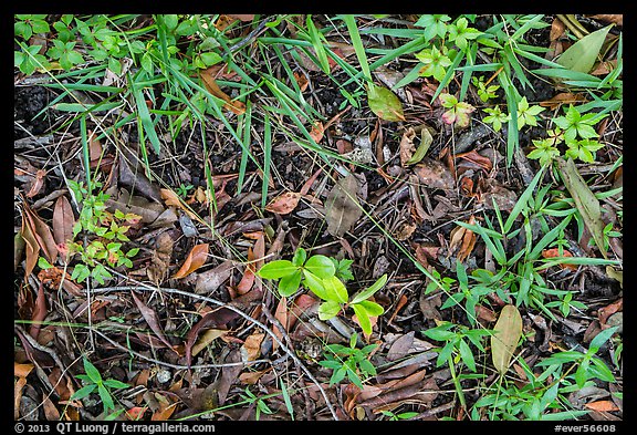 Ground close-up, hammock. Everglades National Park, Florida, USA.