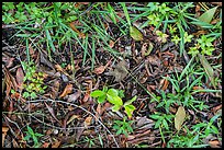 Ground close-up, hammock. Everglades National Park, Florida, USA. (color)