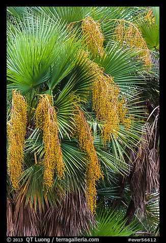 Palmeto with fruits. Everglades National Park, Florida, USA.