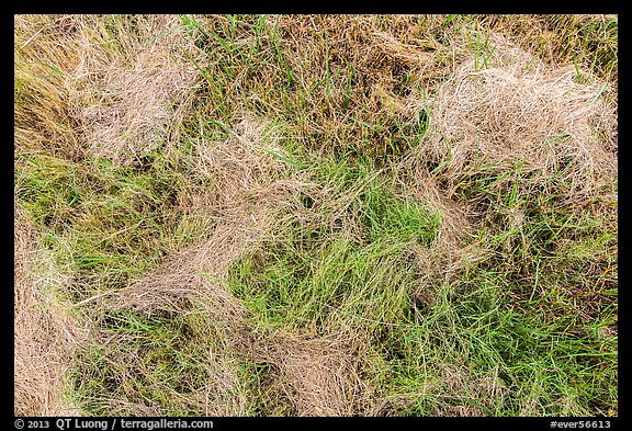 Grasses. Everglades National Park (color)