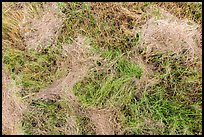 Grasses. Everglades National Park, Florida, USA. (color)